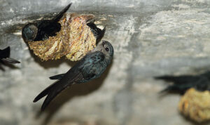 Pencurian Sarang Burung Walet.