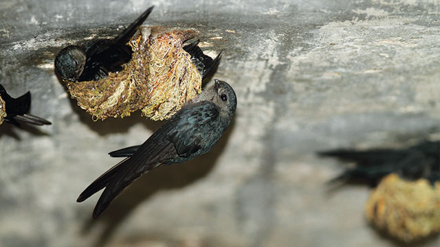 Pencurian Sarang Burung Walet.