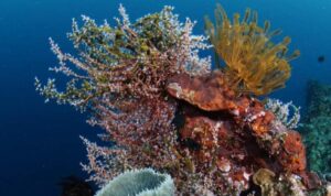 Gugusan terumbu karang karampuang